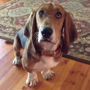 Meet your Posher, Laurie